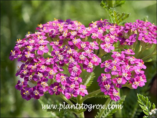Nice pink floral inflorescence